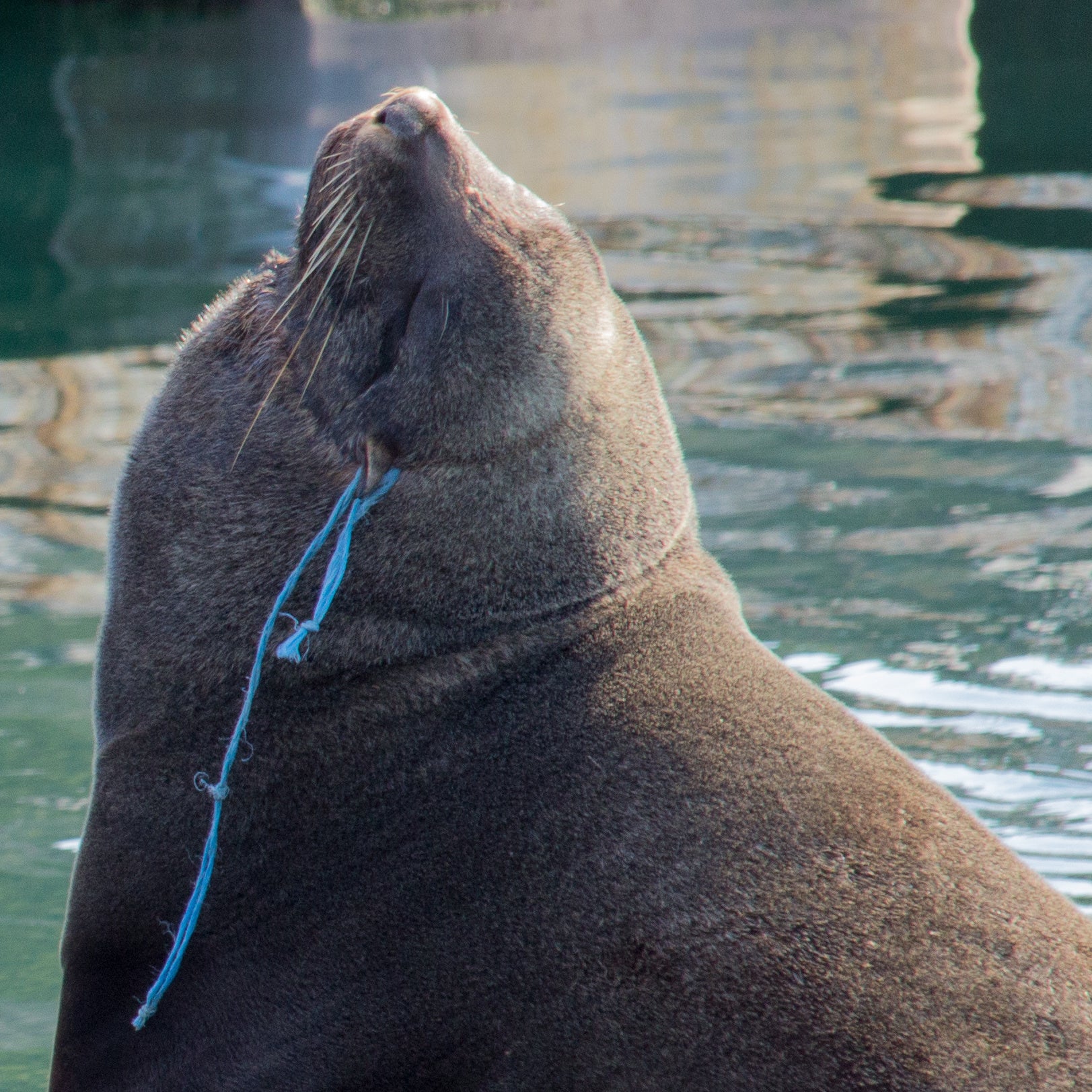 Save Seals & Other Marine Life From Ocean Trash and Pollution - Image 2