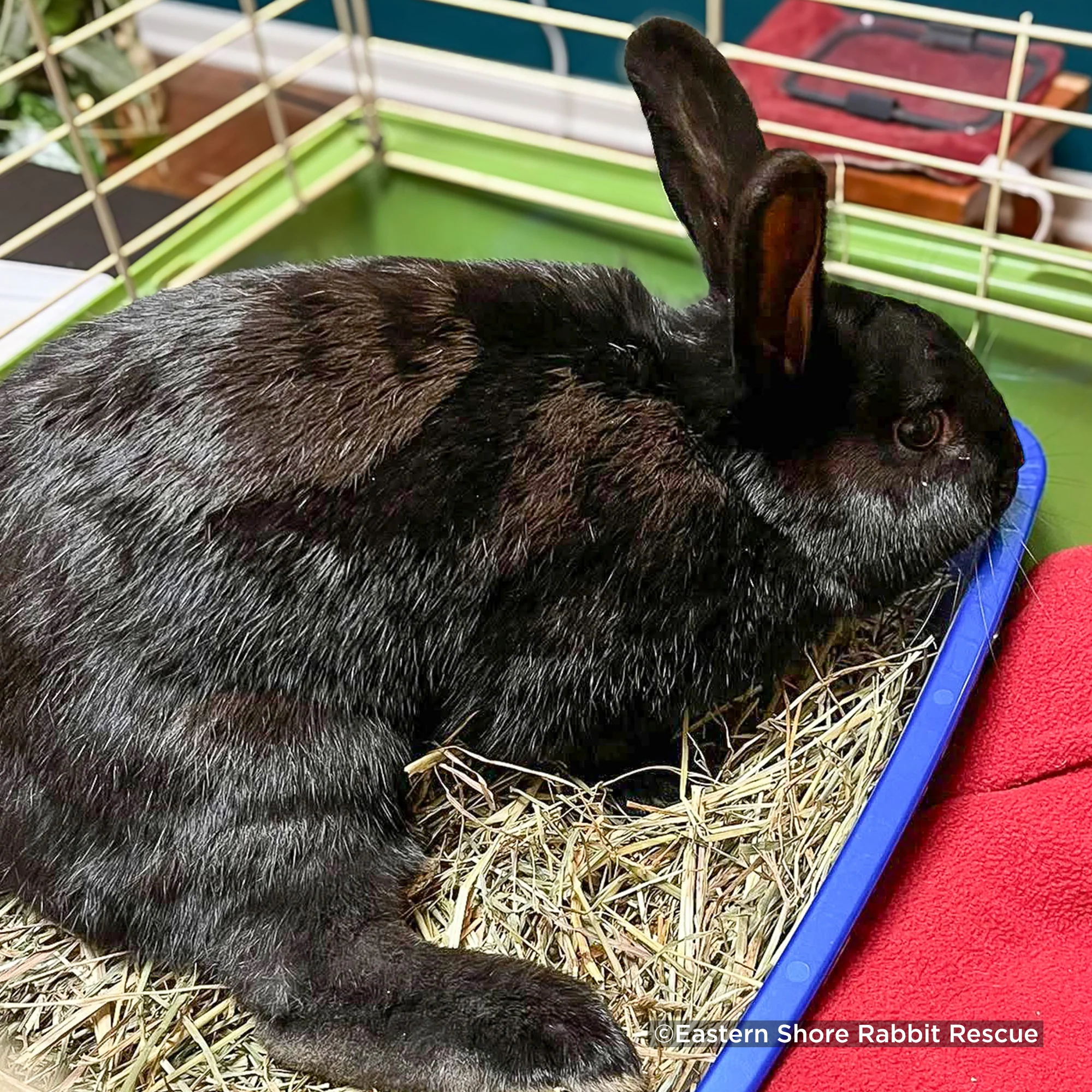 Send Lifesaving Supplies to Rescue Bunnies - Image 10