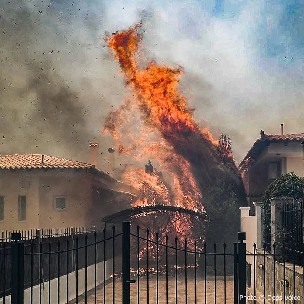 Send Urgent Aid to Families and Pets Impacted By Greece Wildfires - Image 4