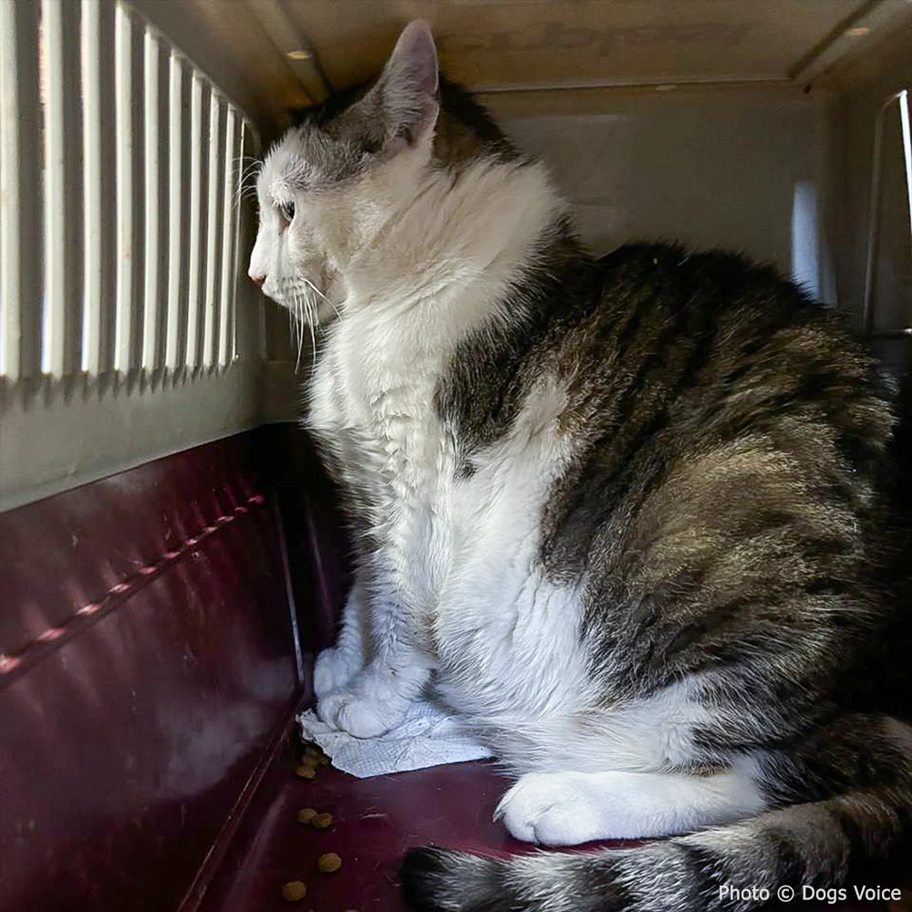 Send Urgent Aid to Families and Pets Impacted By Greece Wildfires - Image 5