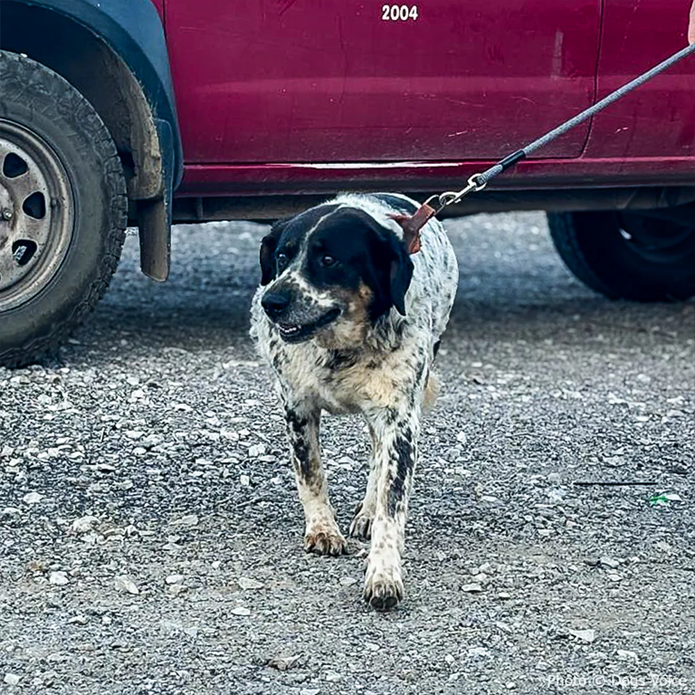 Send Urgent Aid to Families and Pets Impacted By Greece Wildfires - Image 8