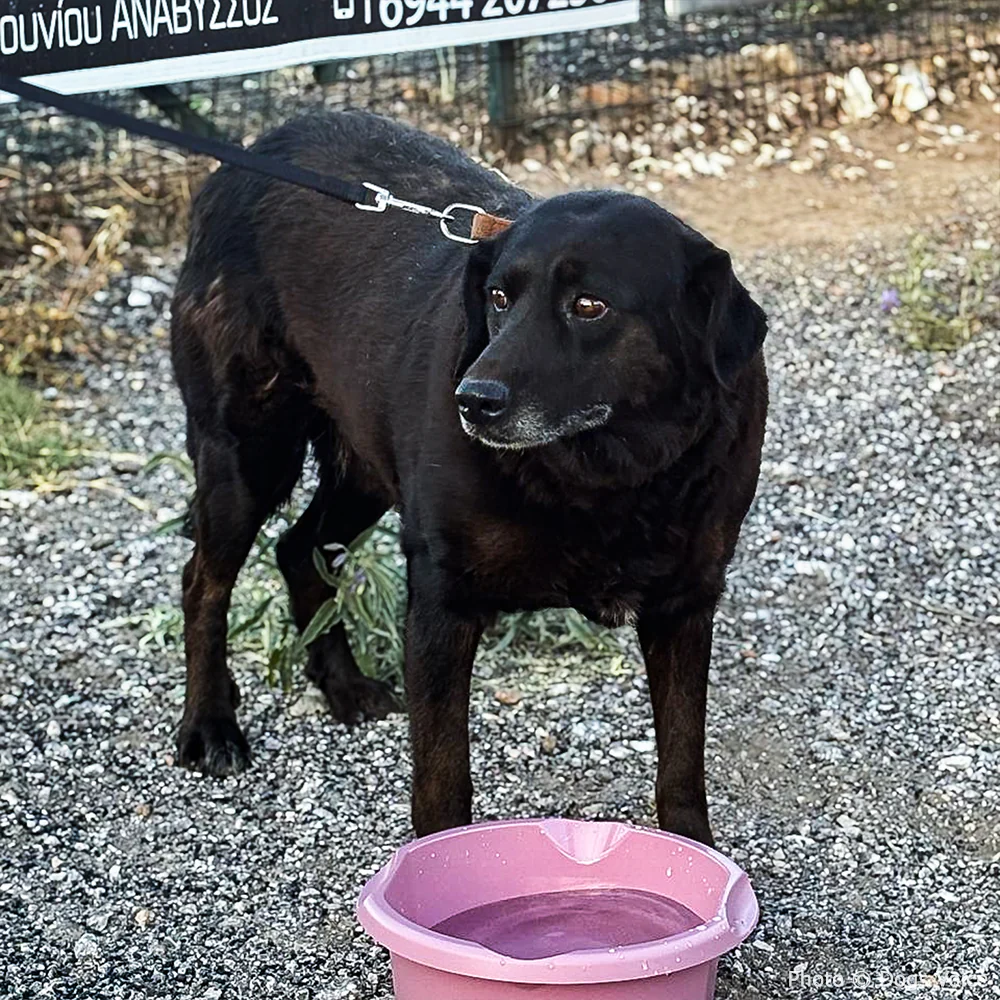 Send Urgent Aid to Families and Pets Impacted By Greece Wildfires - Image 9