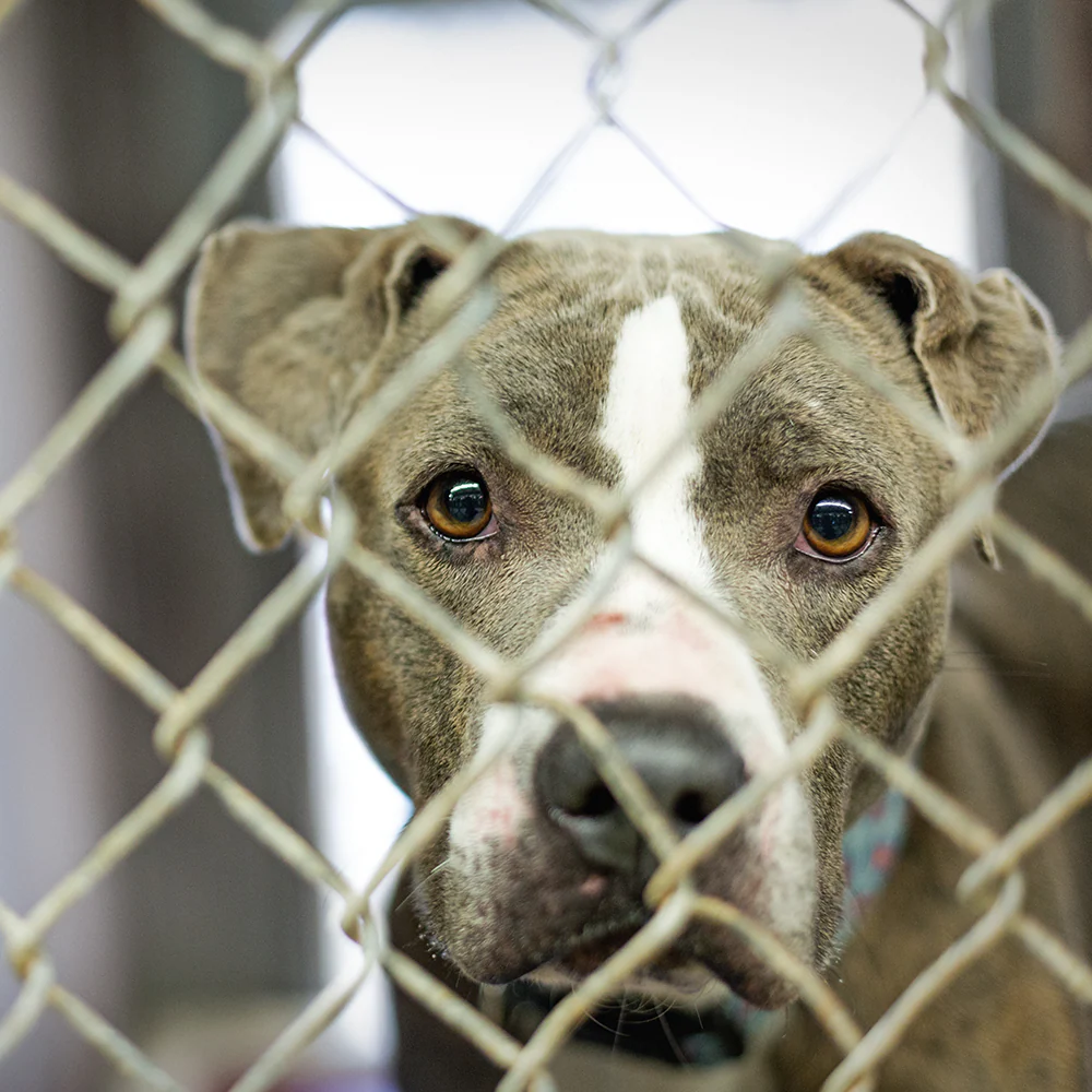 Help Shelter Pets Go from Homeless to Loving Homes - Image 10
