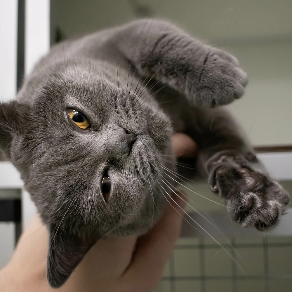 Help Shelter Pets Go from Homeless to Loving Homes - Image 5