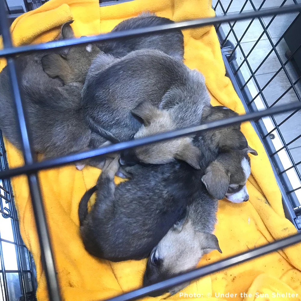 Funded: 36 Newborn Puppies Rescued from War Zone Need Care - Image 11
