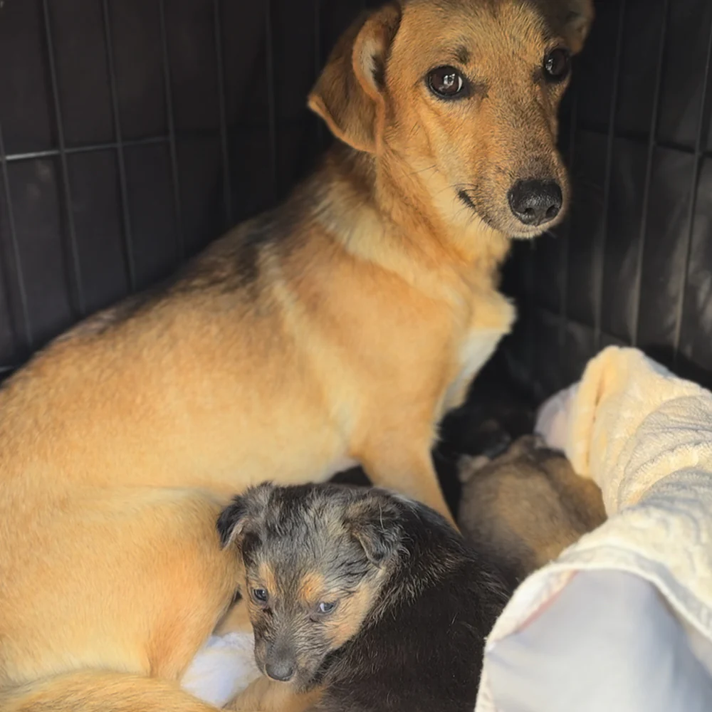Funded: 36 Newborn Puppies Rescued from War Zone Need Care - Image 12
