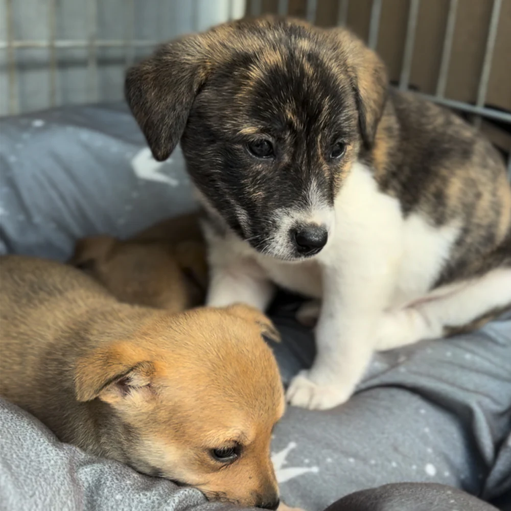 Funded: 36 Newborn Puppies Rescued from War Zone Need Care - Image 13