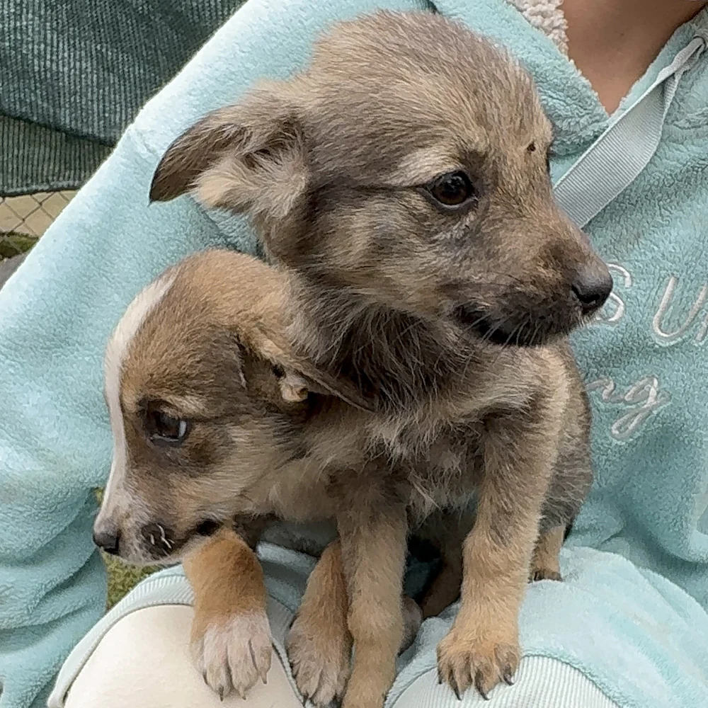Funded: 36 Newborn Puppies Rescued from War Zone Need Care - Image 17
