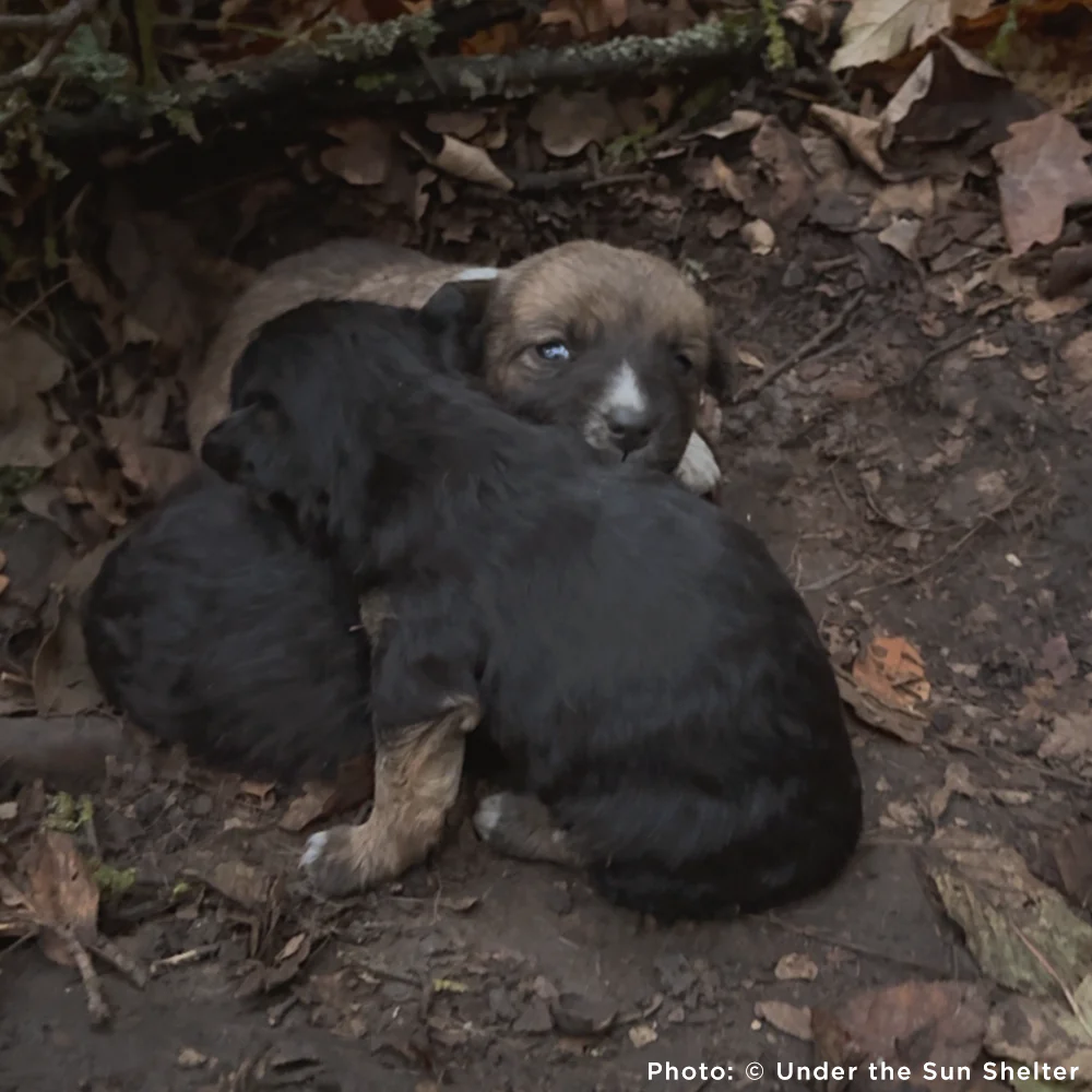 Funded: 36 Newborn Puppies Rescued from War Zone Need Care - Image 9