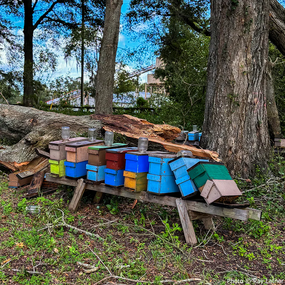 URGENT: Help Feed Starving Bees Affected by Georgia Wildfire - Image 6