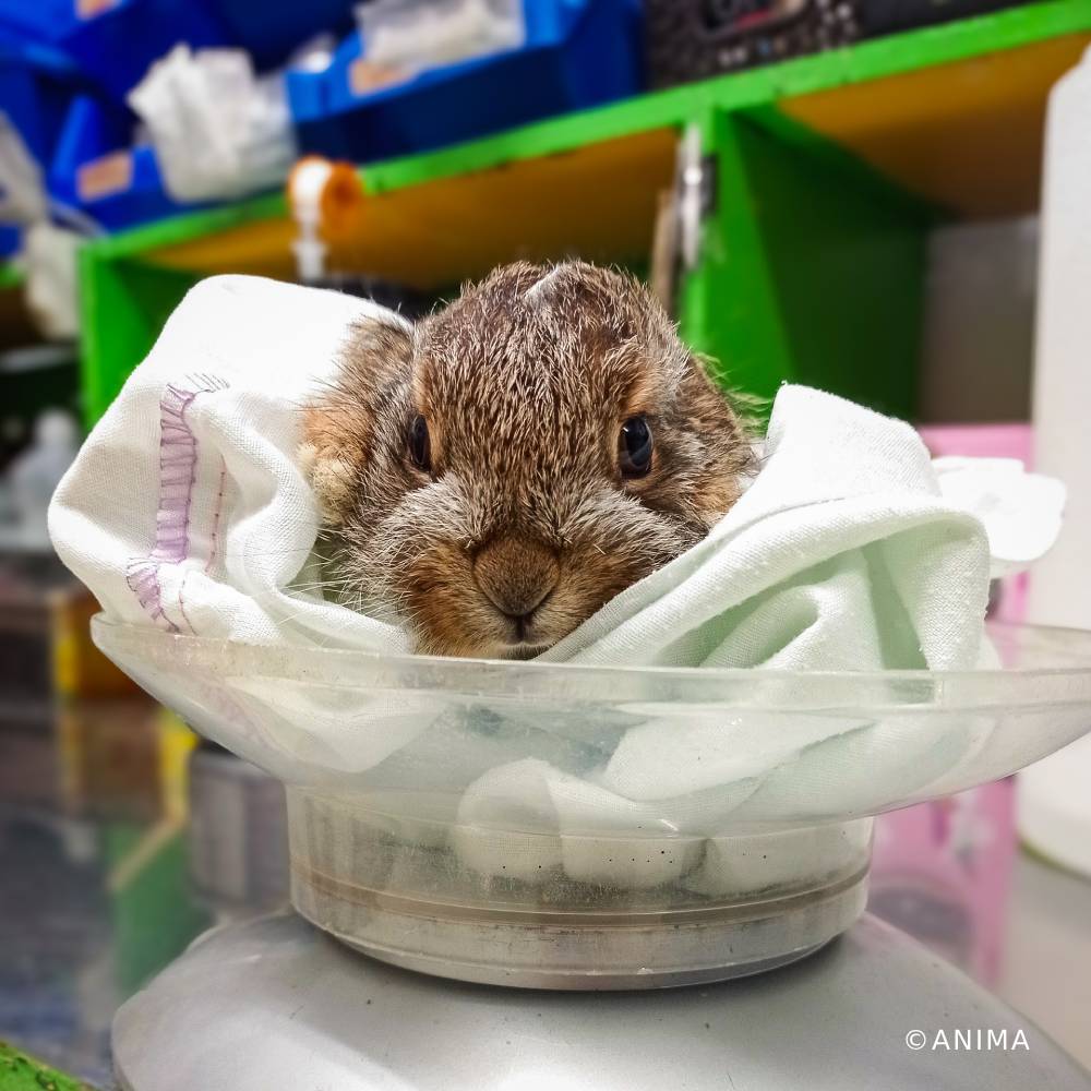 Help Provide Lifesaving Care to Orphaned and Injured Baby Wildlife - Image 4