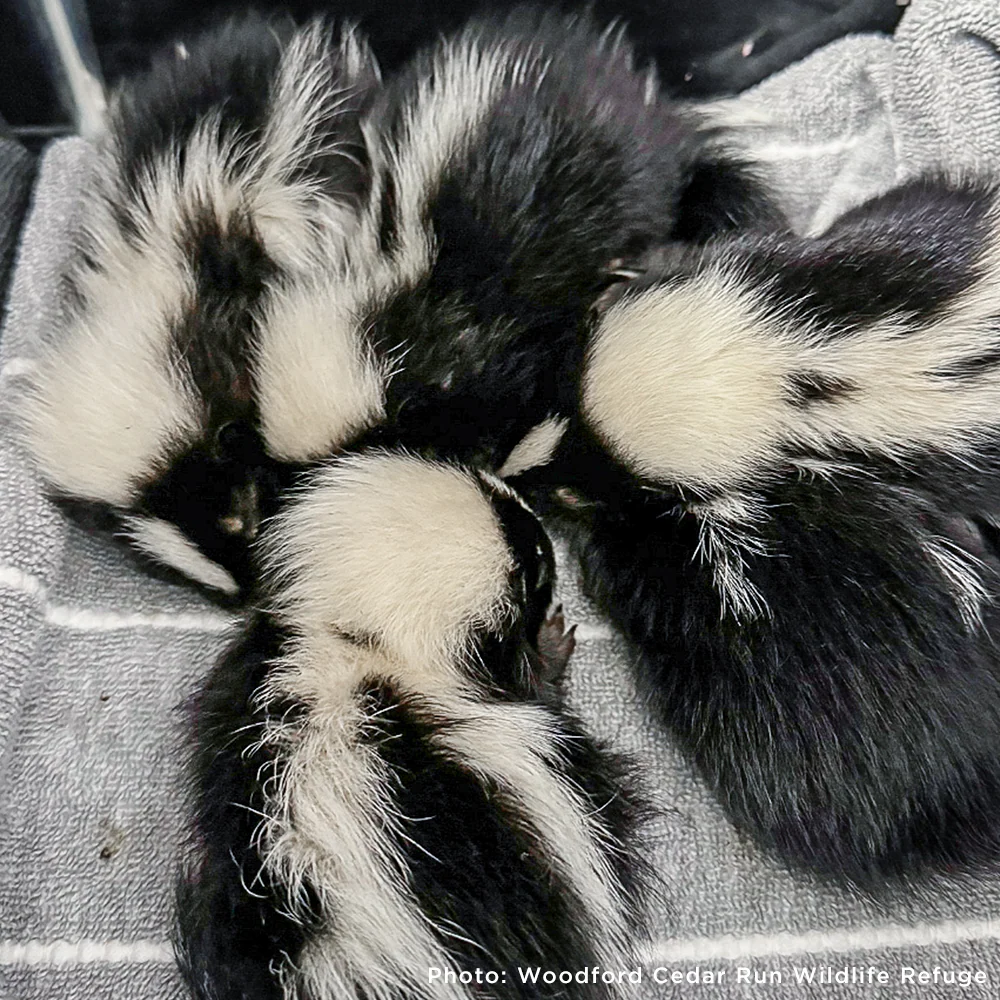 Help Provide Lifesaving Care to Orphaned and Injured Baby Wildlife - Image 7