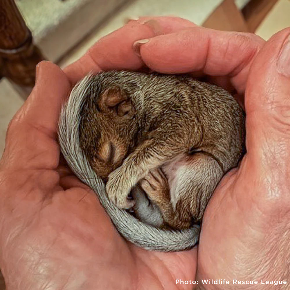 Help Provide Lifesaving Care to Orphaned and Injured Baby Wildlife - Image 9