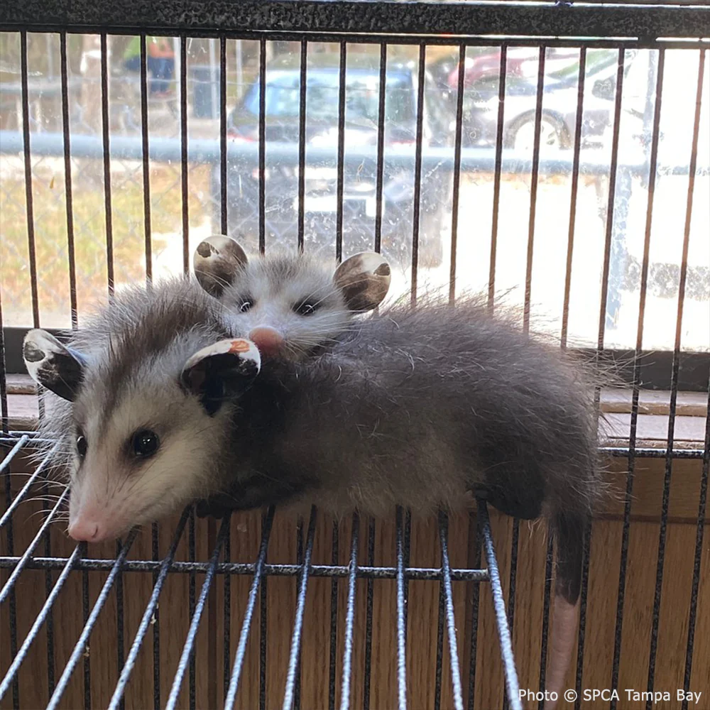 Provide Warmth to Orphaned Baby Opossums - Image 3