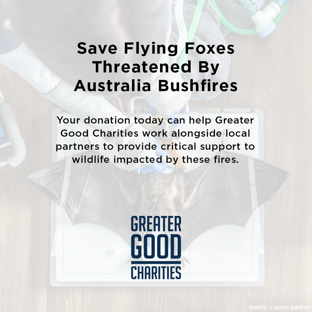 Funded: Save Flying Foxes Threatened By Australia Bushfires - Image 8