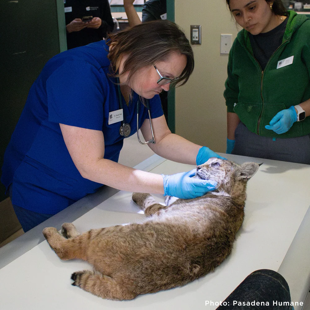 Wildlife Rescued From Fires Need Care and Support to Be Released - Image 2