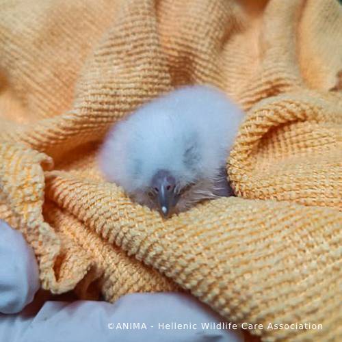 Wildlife Rescued From Fires Need Care and Support to Be Released - Image 8