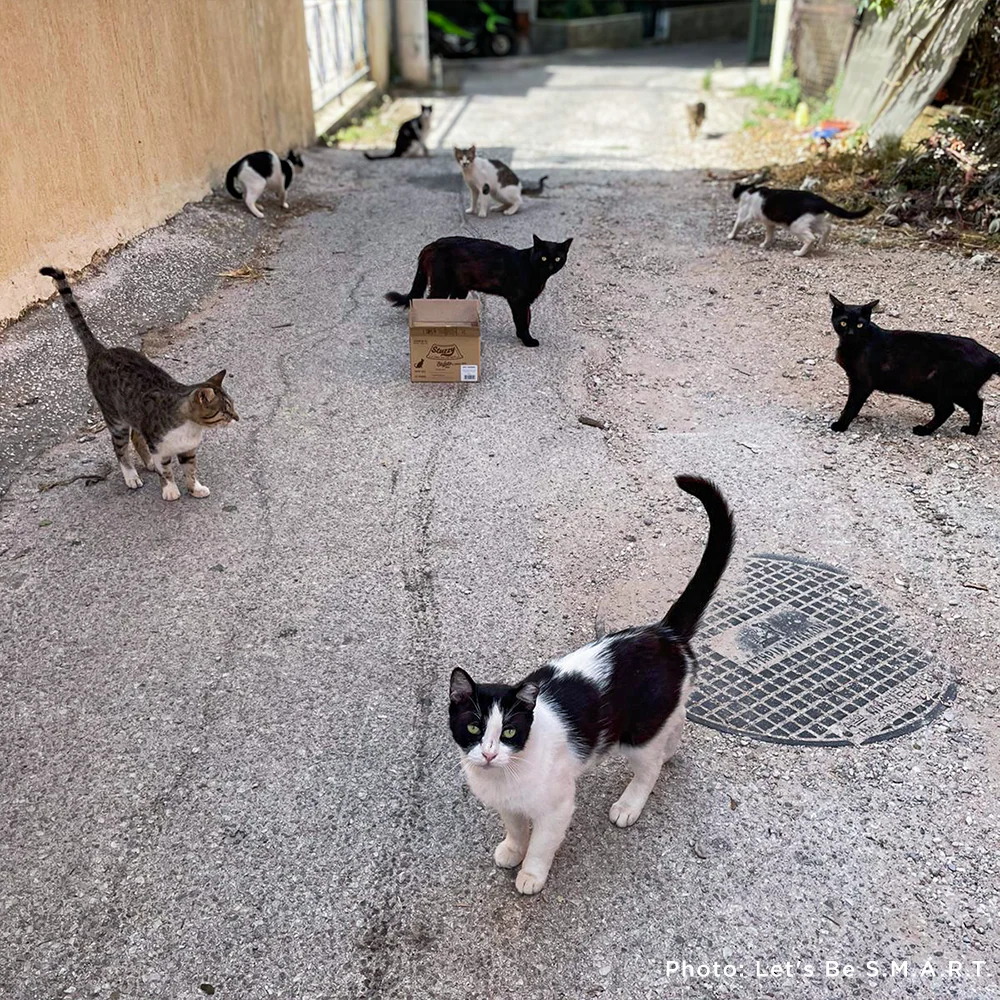 Starving & Injured: Homeless Animals Around the World Need Your Help - Image 10