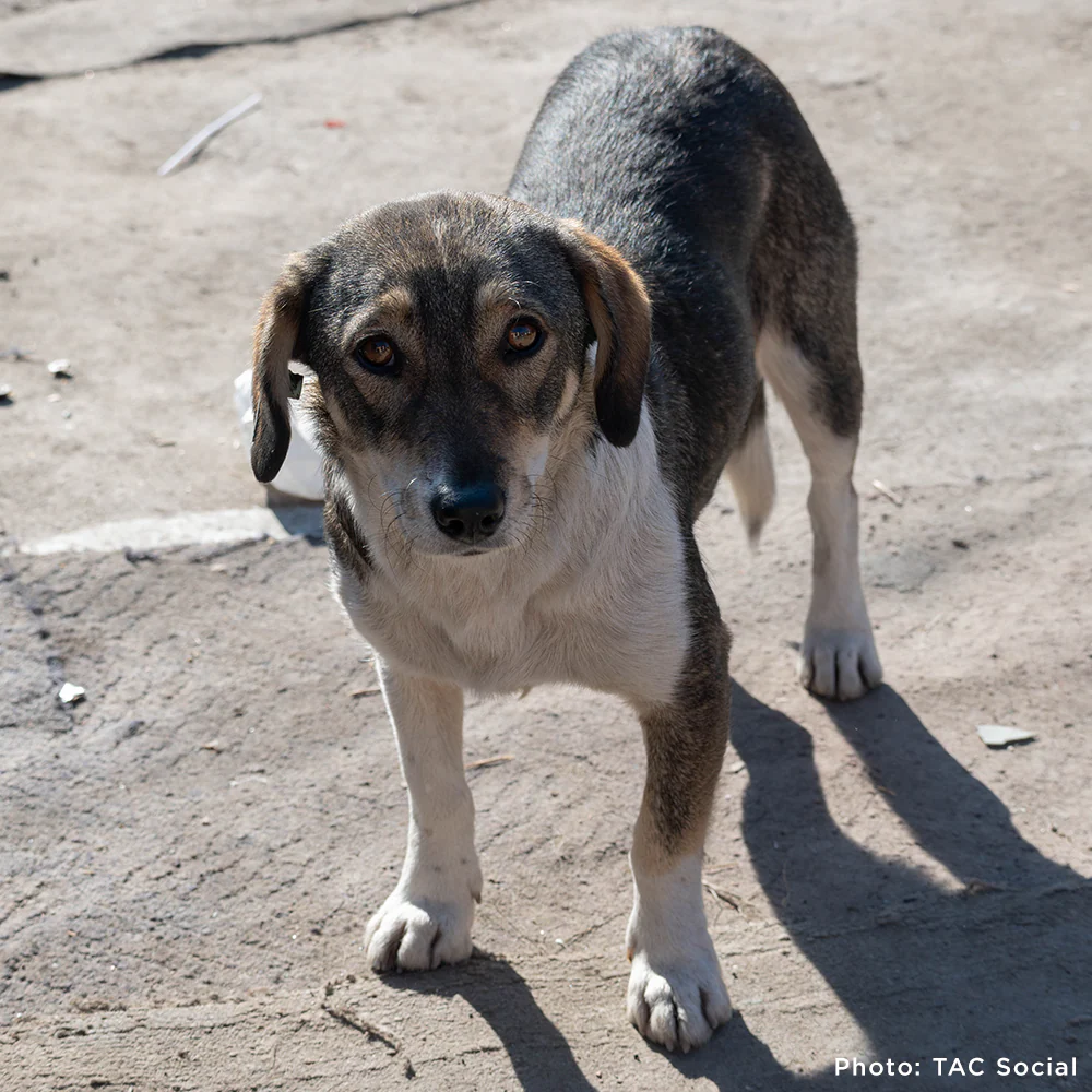 Starving & Injured: Homeless Animals Around the World Need Your Help - Image 11