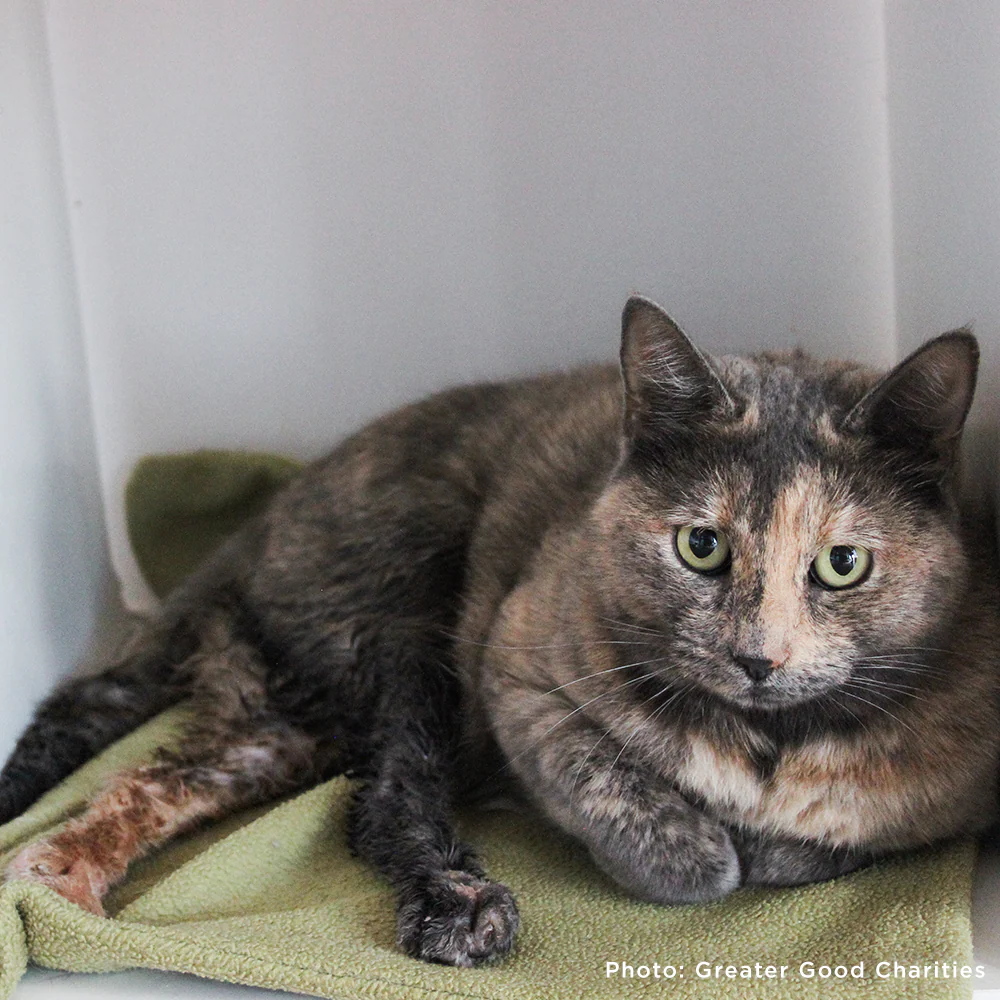 Starving & Injured: Homeless Animals Around the World Need Your Help - Image 12