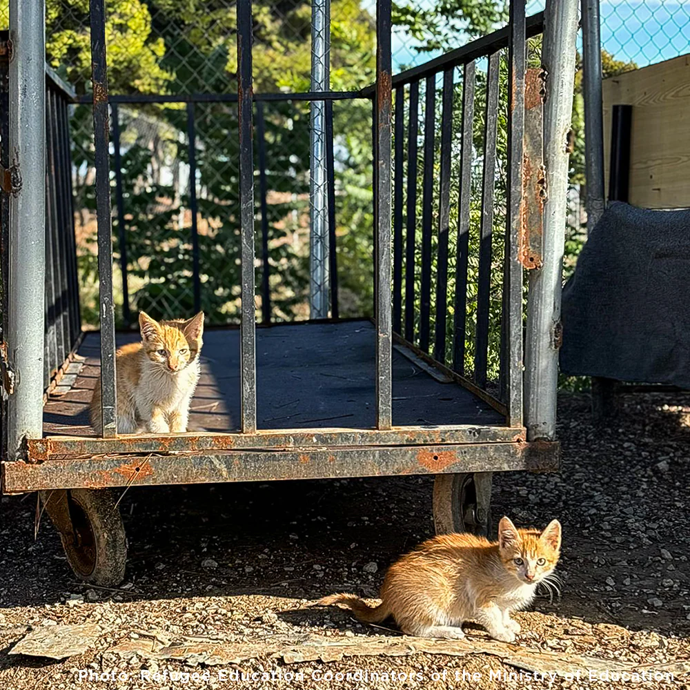Starving & Injured: Homeless Animals Around the World Need Your Help - Image 13