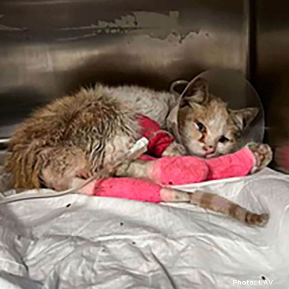 Starving & Injured: Homeless Animals Around the World Need Your Help - Image 2