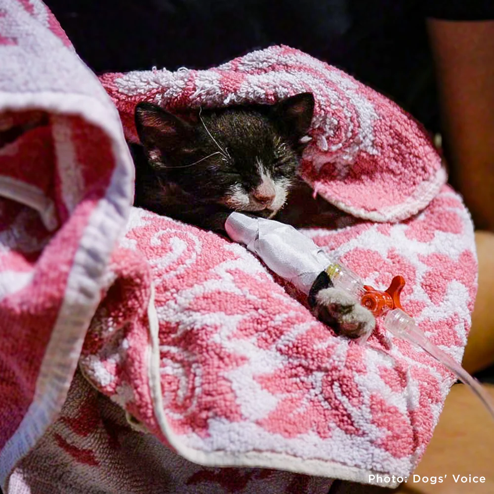 Starving & Injured: Homeless Animals Around the World Need Your Help - Image 6